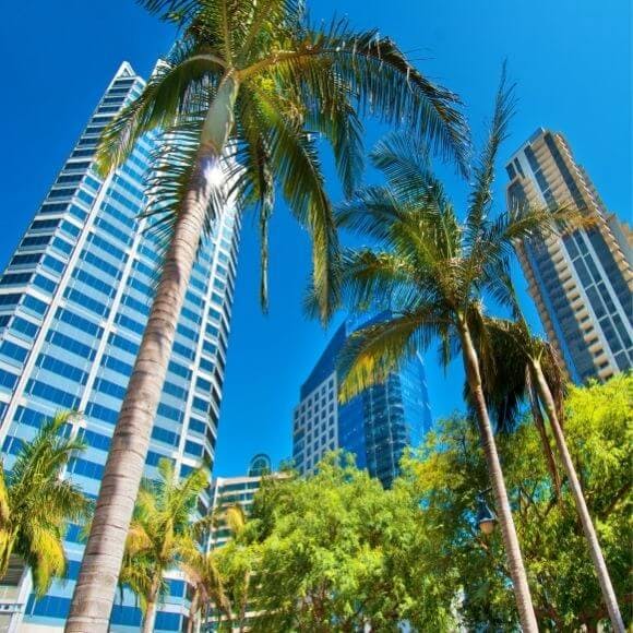 San diego photo of palm trees