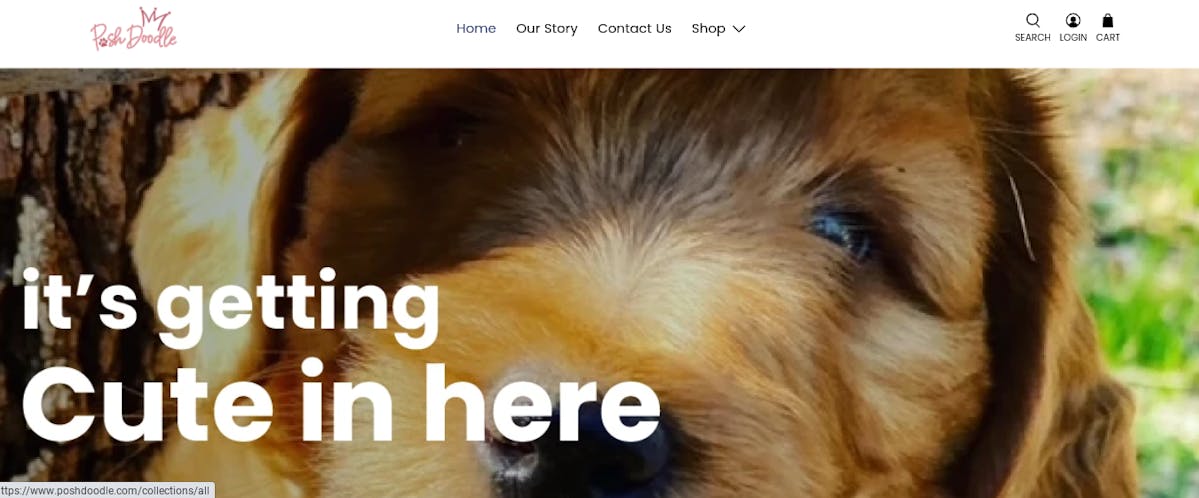 Best selling products on Shopify include pet products