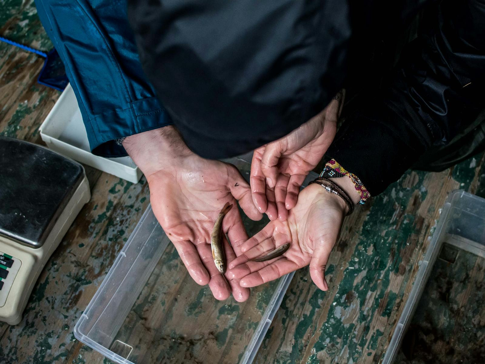 Three hands with fish.