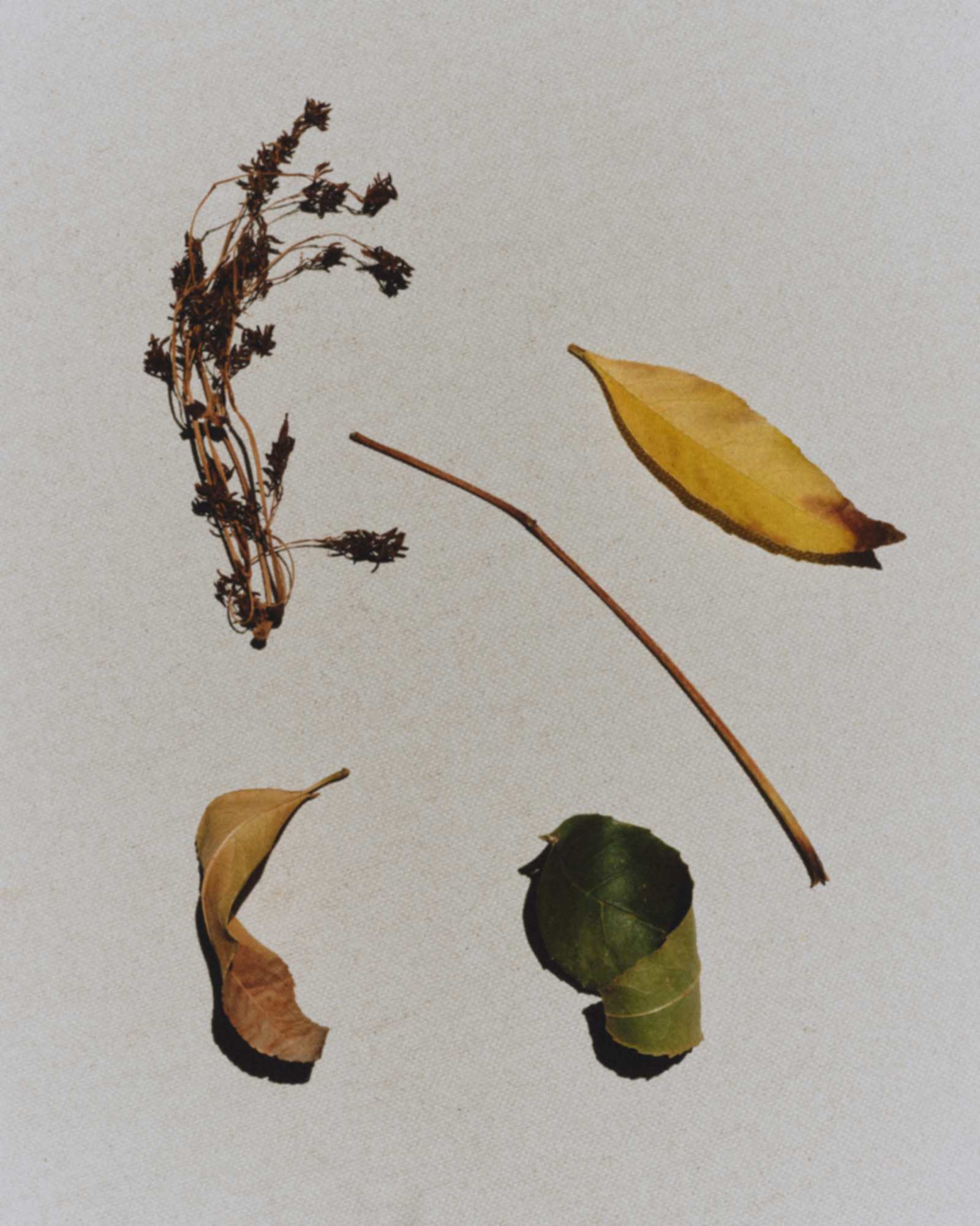 David William Baum Photograph Catalogue
