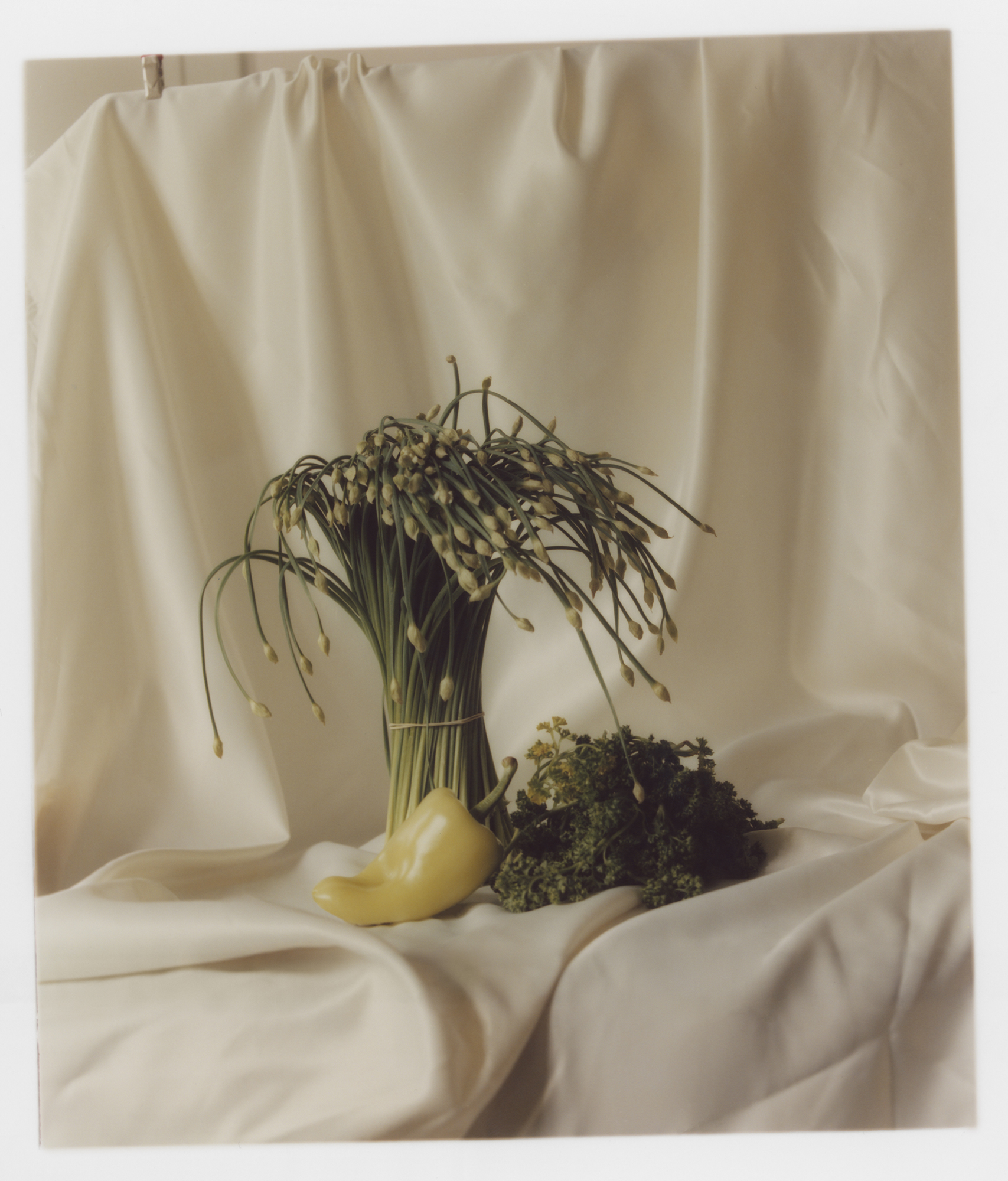 Still Life image 15