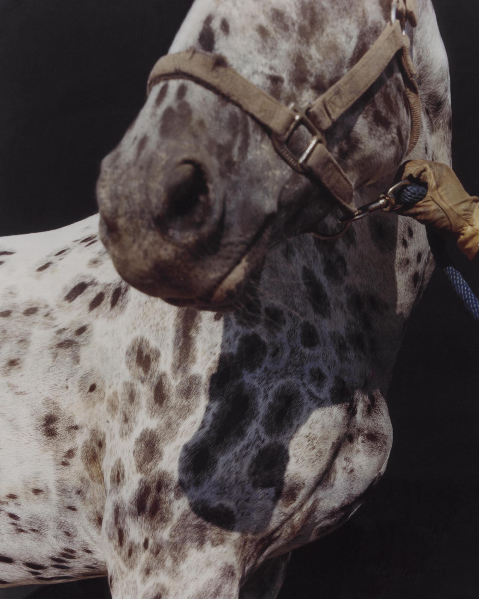 David William Baum Photograph Catalogue