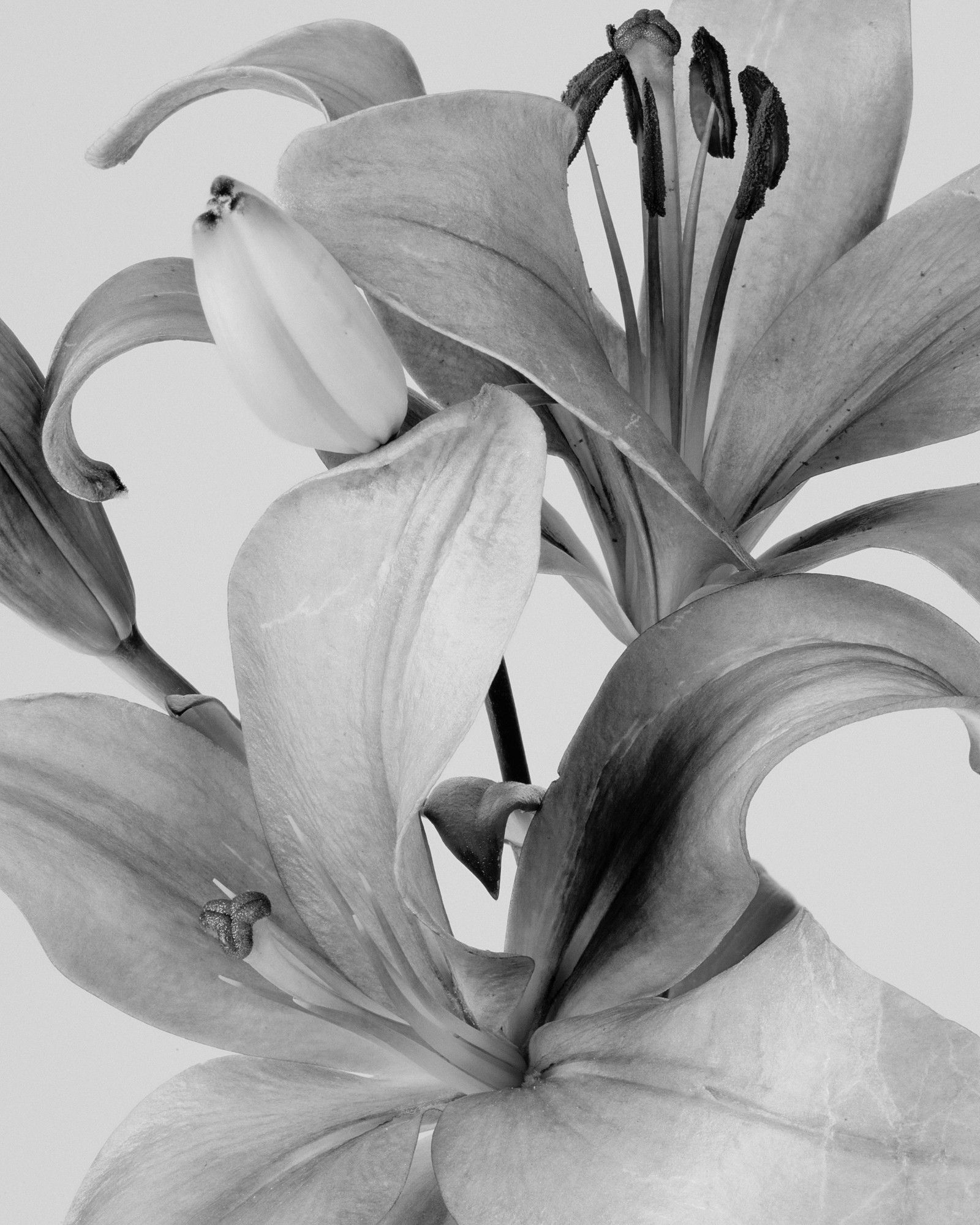David William Baum Photograph Catalogue