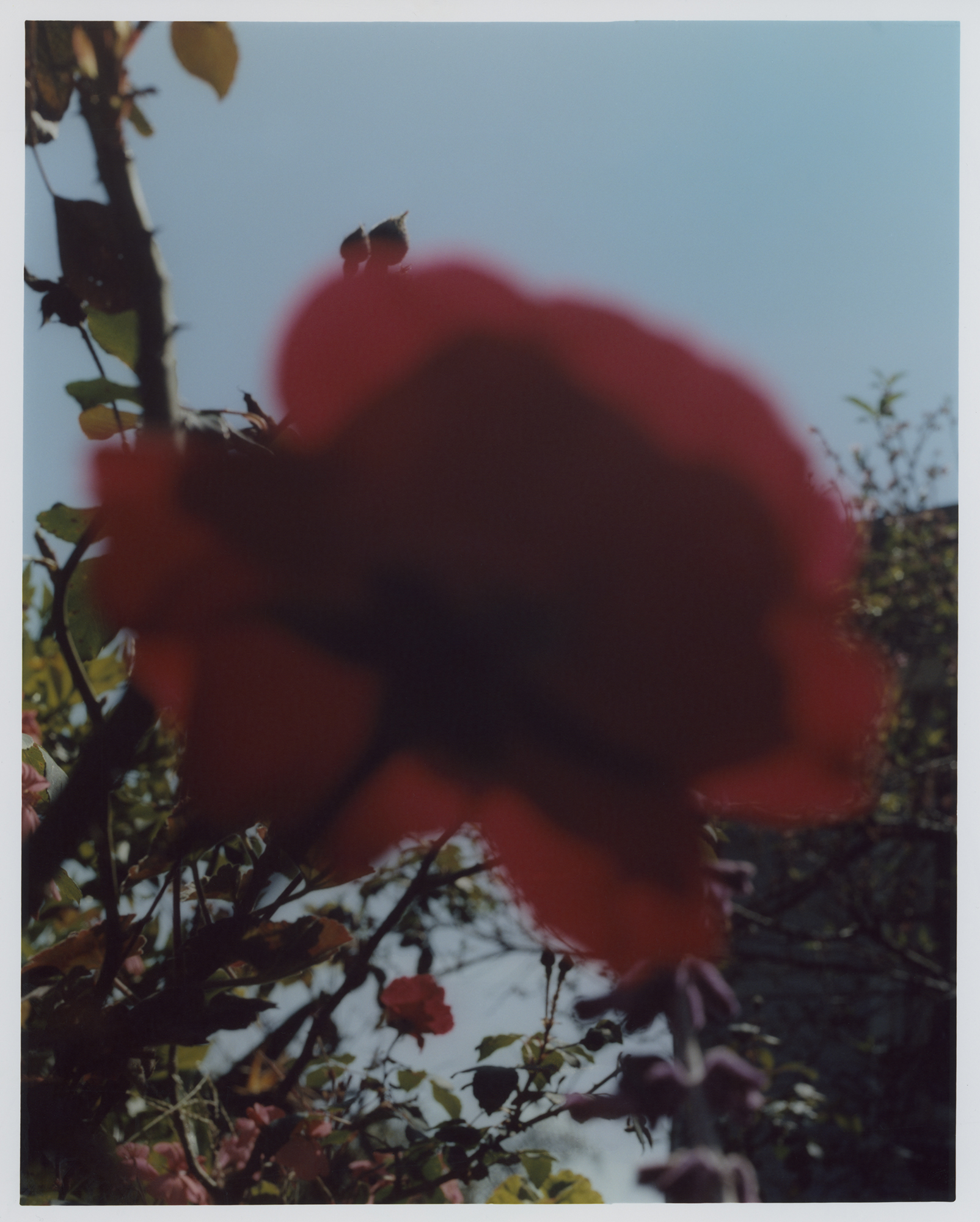David William Baum Photograph Catalogue