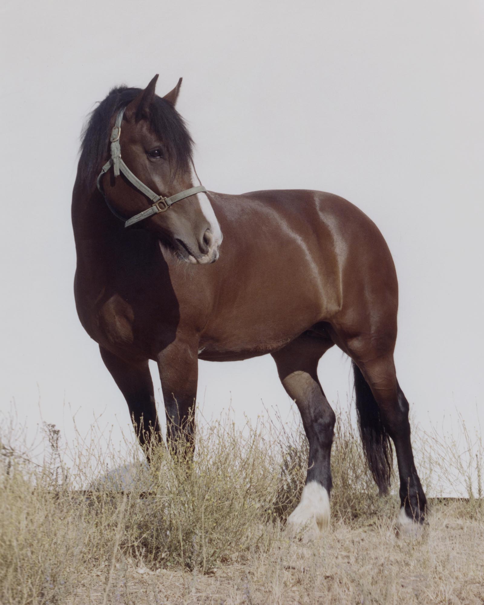 Horses image 1