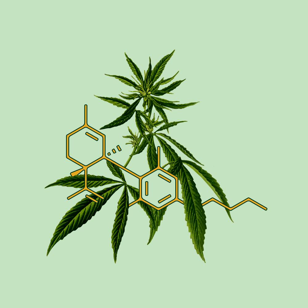 CBD pregnancy breastfeeding