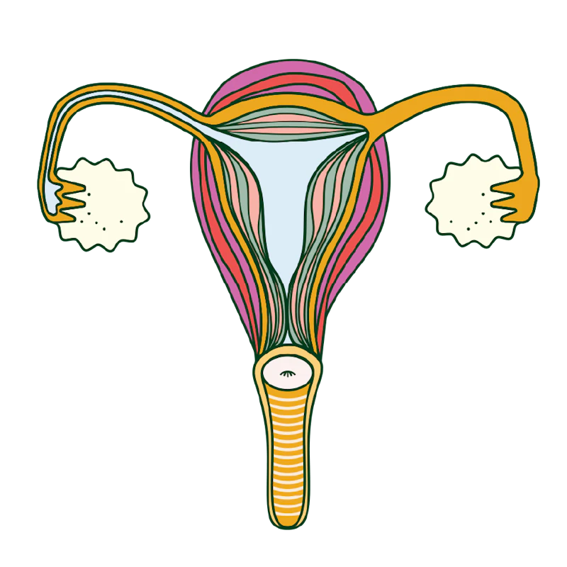A diagram of the female reproductive system.