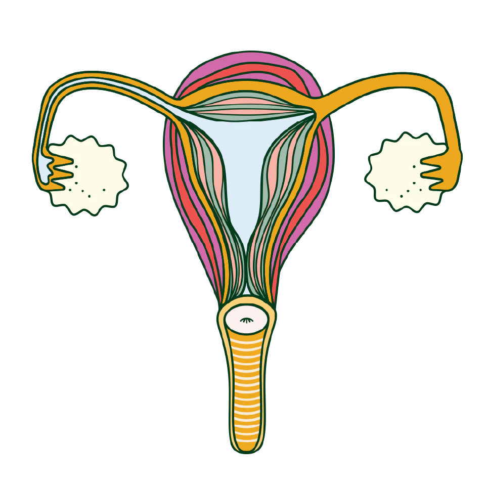 A diagram of the female reproductive system.