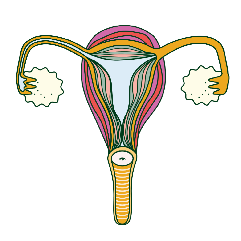 A diagram of the female reproductive system.