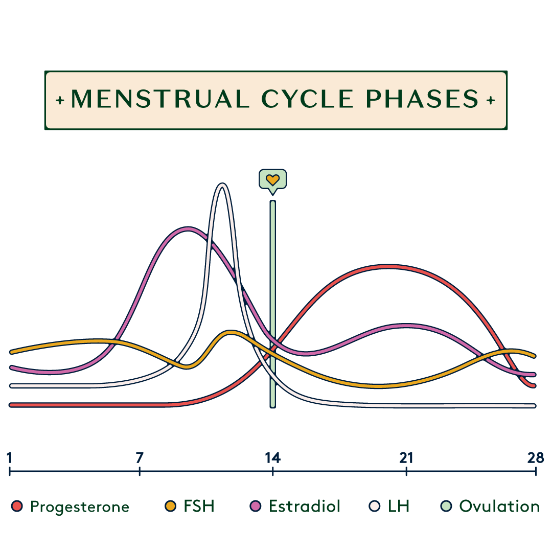 How The Menstrual Cycle Affects Your Physical Health
