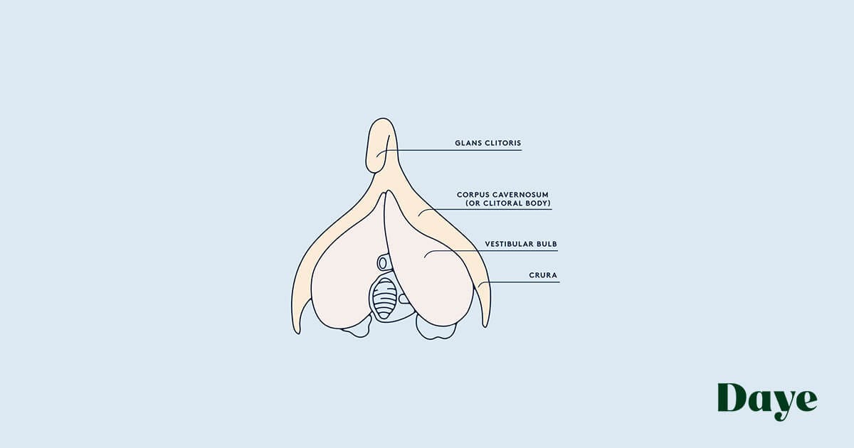 Plural of clitorus