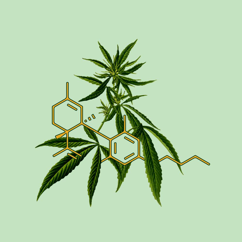 CBD: Is It Safe To Use During Pregnancy And Breastfeeding?