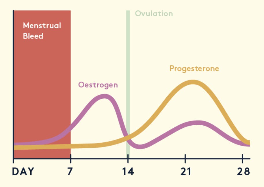 menstruation-stages