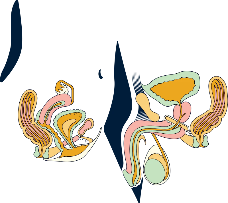 Sexual health, reproductive health, sex education