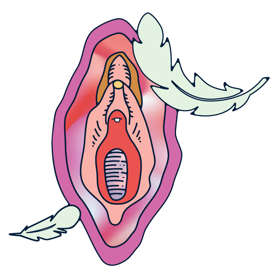 An illustration of a vulva.