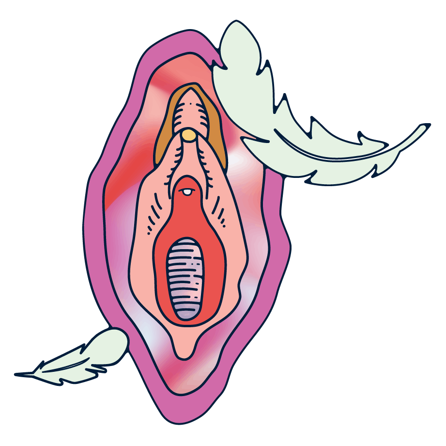 An illustration of a vulva. 