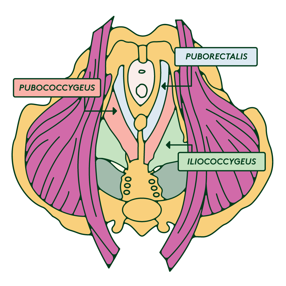 A diagram of the pelvis.