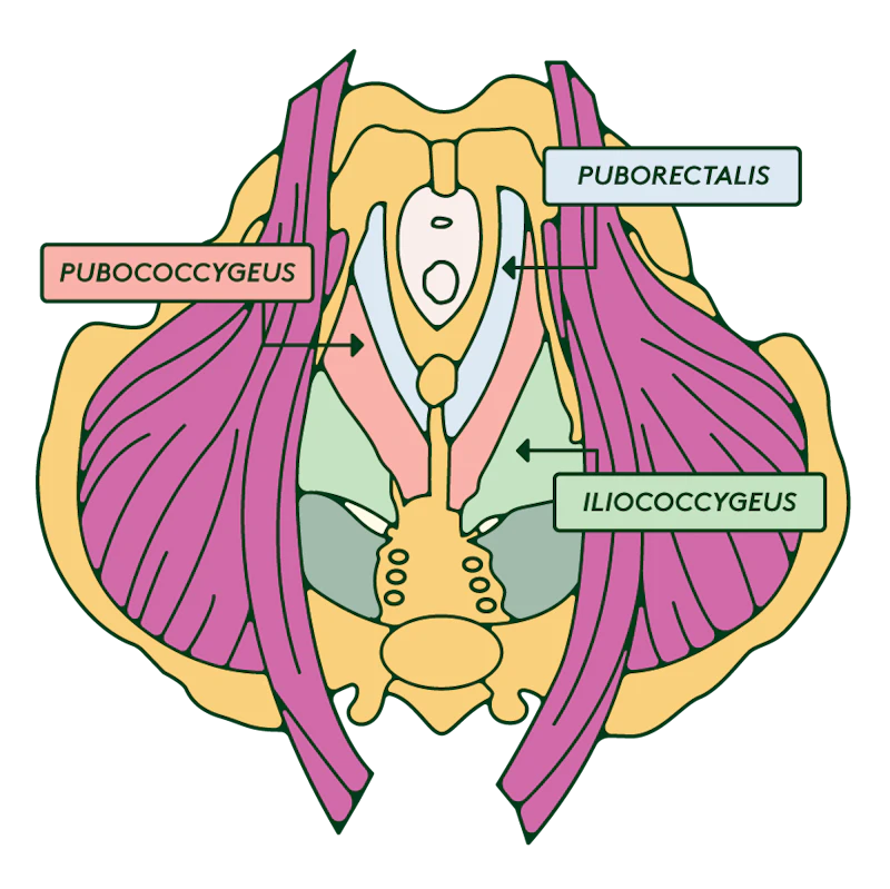 A diagram of the pelvis.