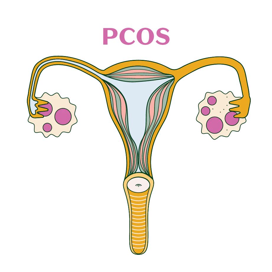 Female anatomy diagram.
