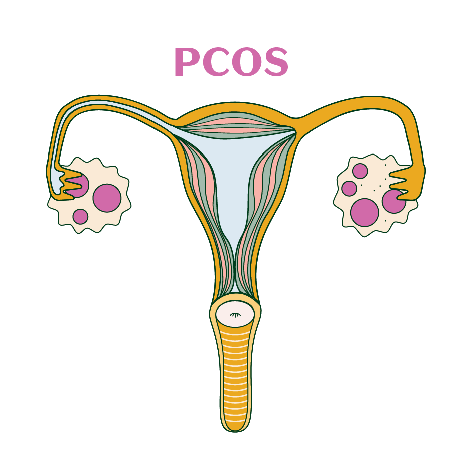 Female anatomy diagram.