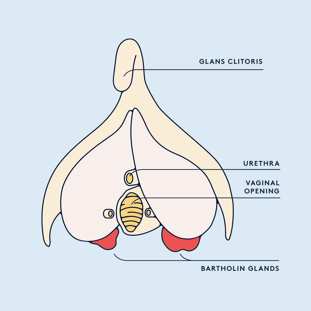 Swollen Vulva? You May Have A Bartholin Cyst Daye