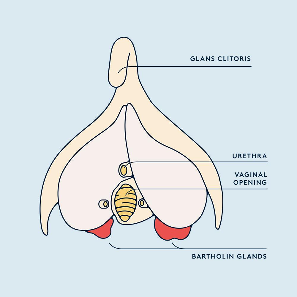 Diagram of the vagina, clitoris and Bartholin glands