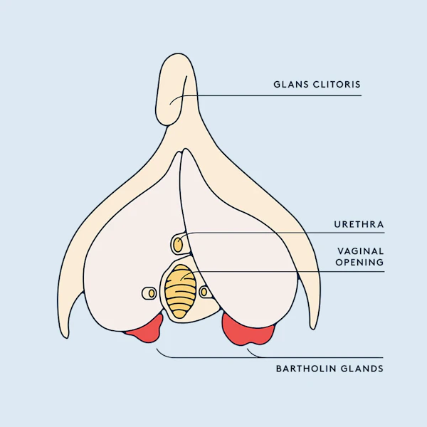 Diagram of the vagina, clitoris and Bartholin glands