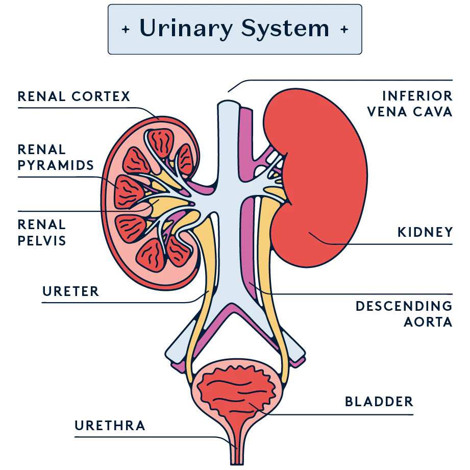 Anatomical diagram of the urinary system.