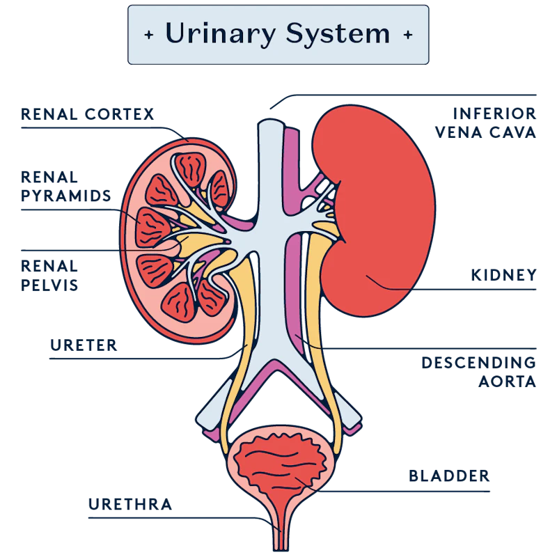 Anatomical diagram of the urinary system.