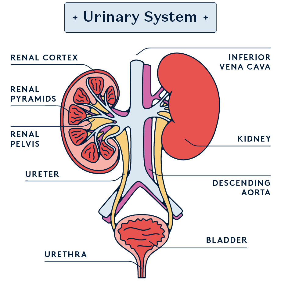 Anatomical diagram of the urinary system.