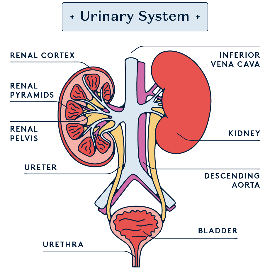 Anatomical diagram of the urinary system. 