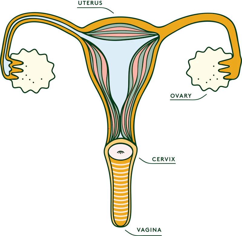 The female reproductive system, vagina, cervix, uterus