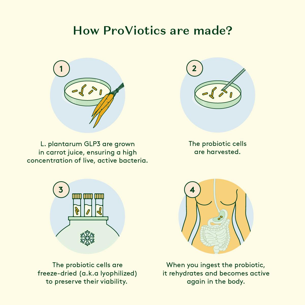 how proviotics are made