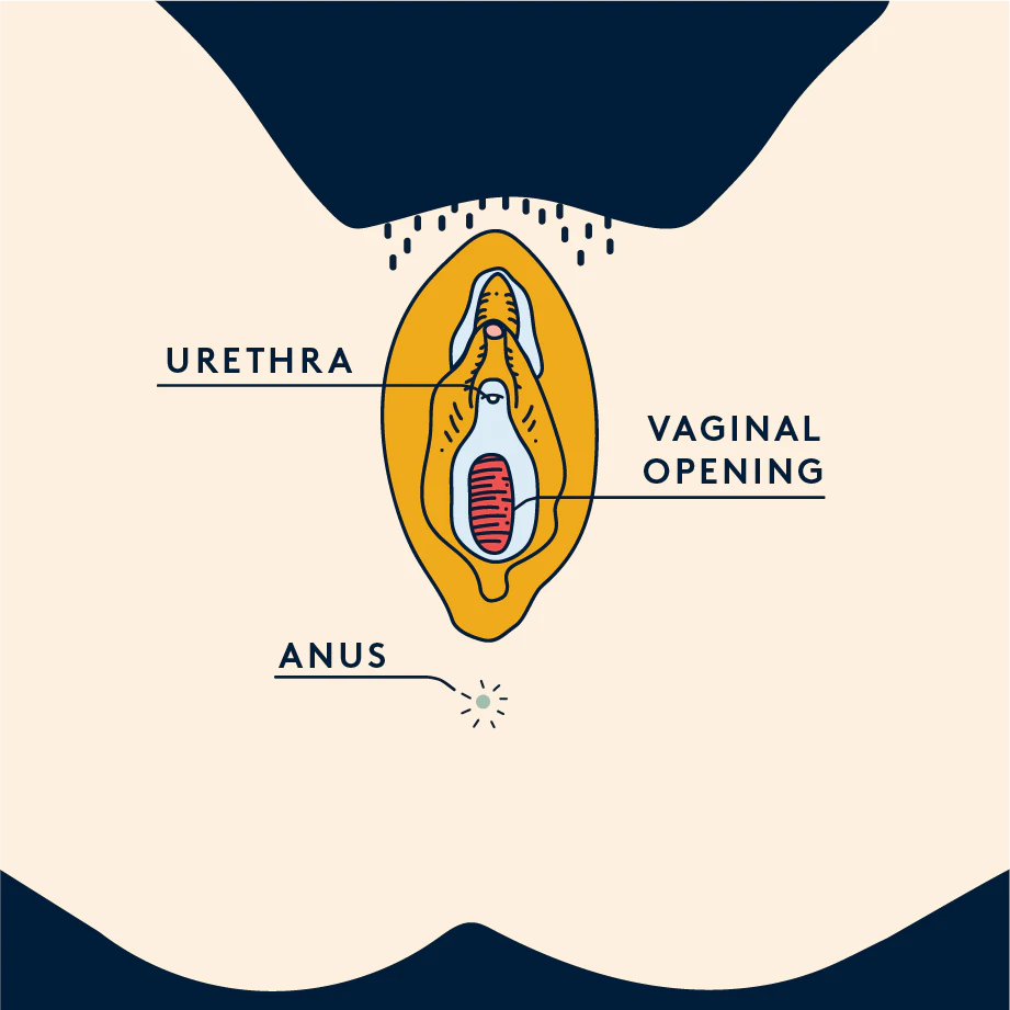 A diagram of the female reproductive system.