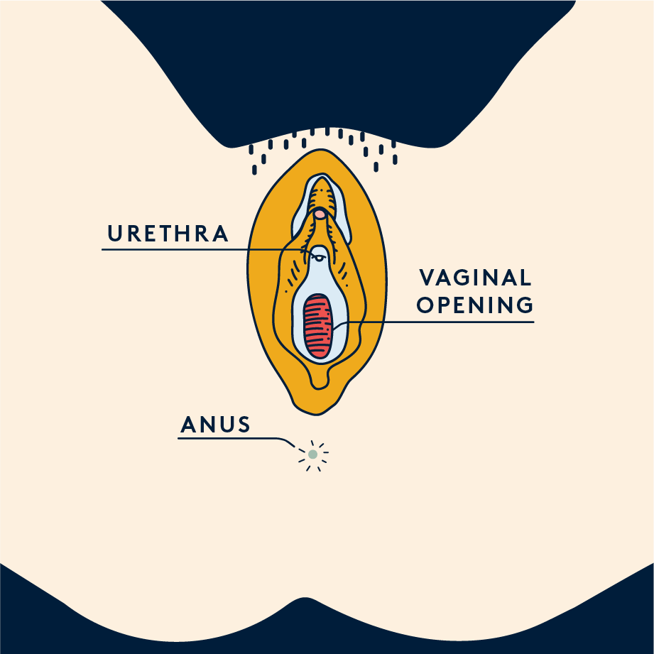 A diagram of the female reproductive system. 