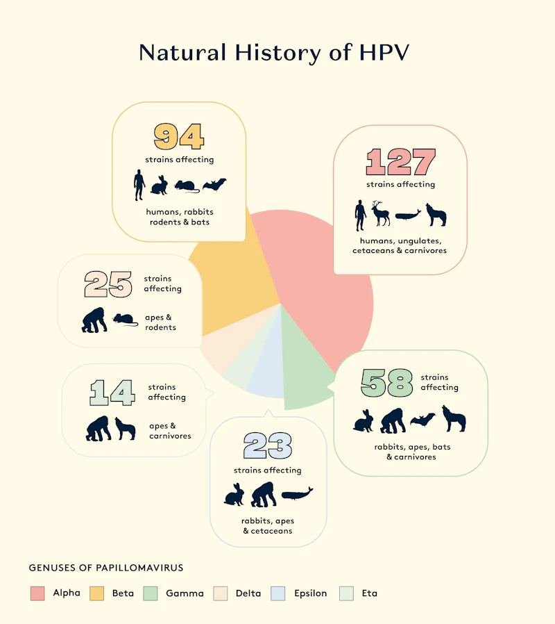 Evolution of Papillomaviruses