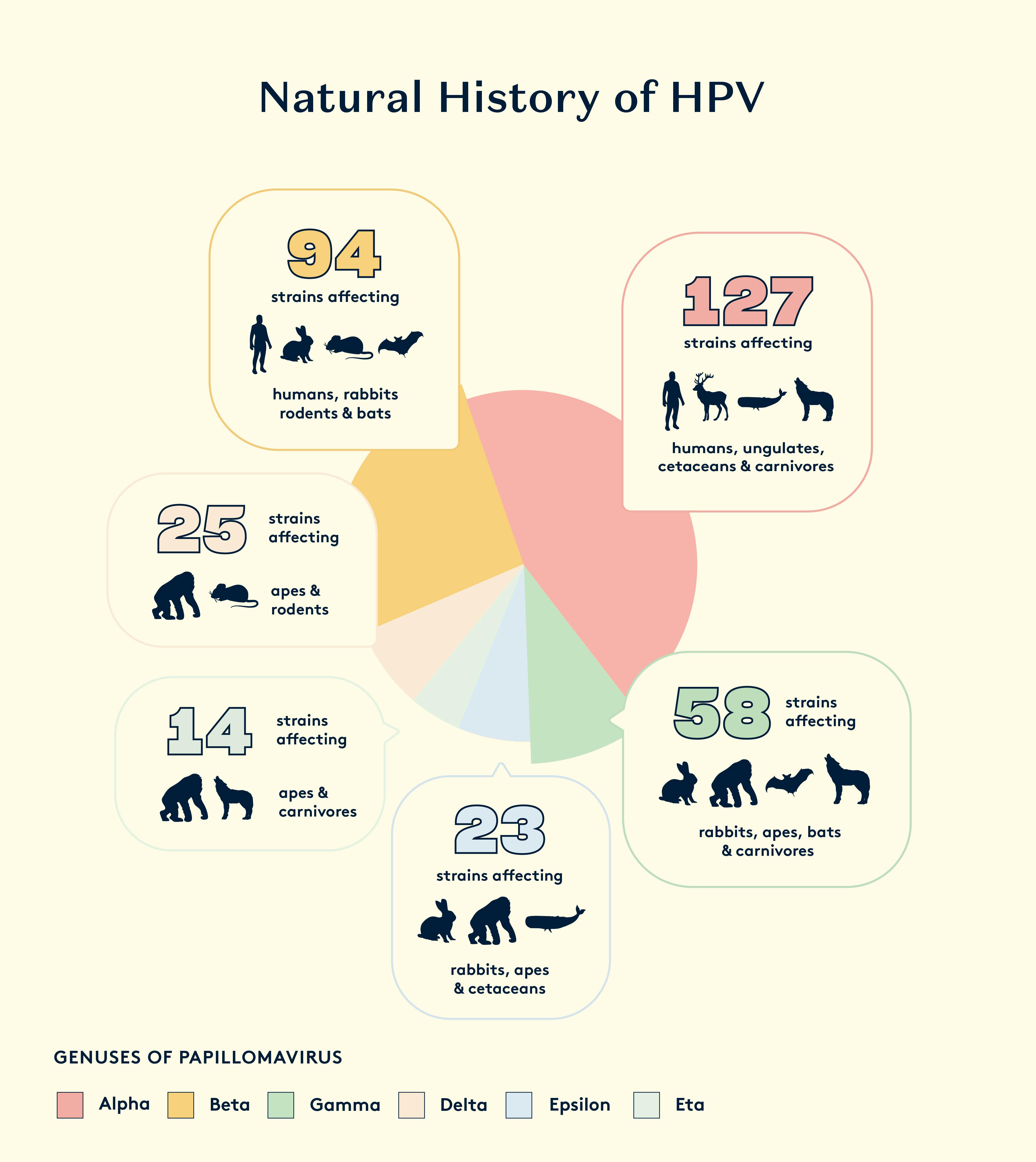 Evolution of Papillomaviruses