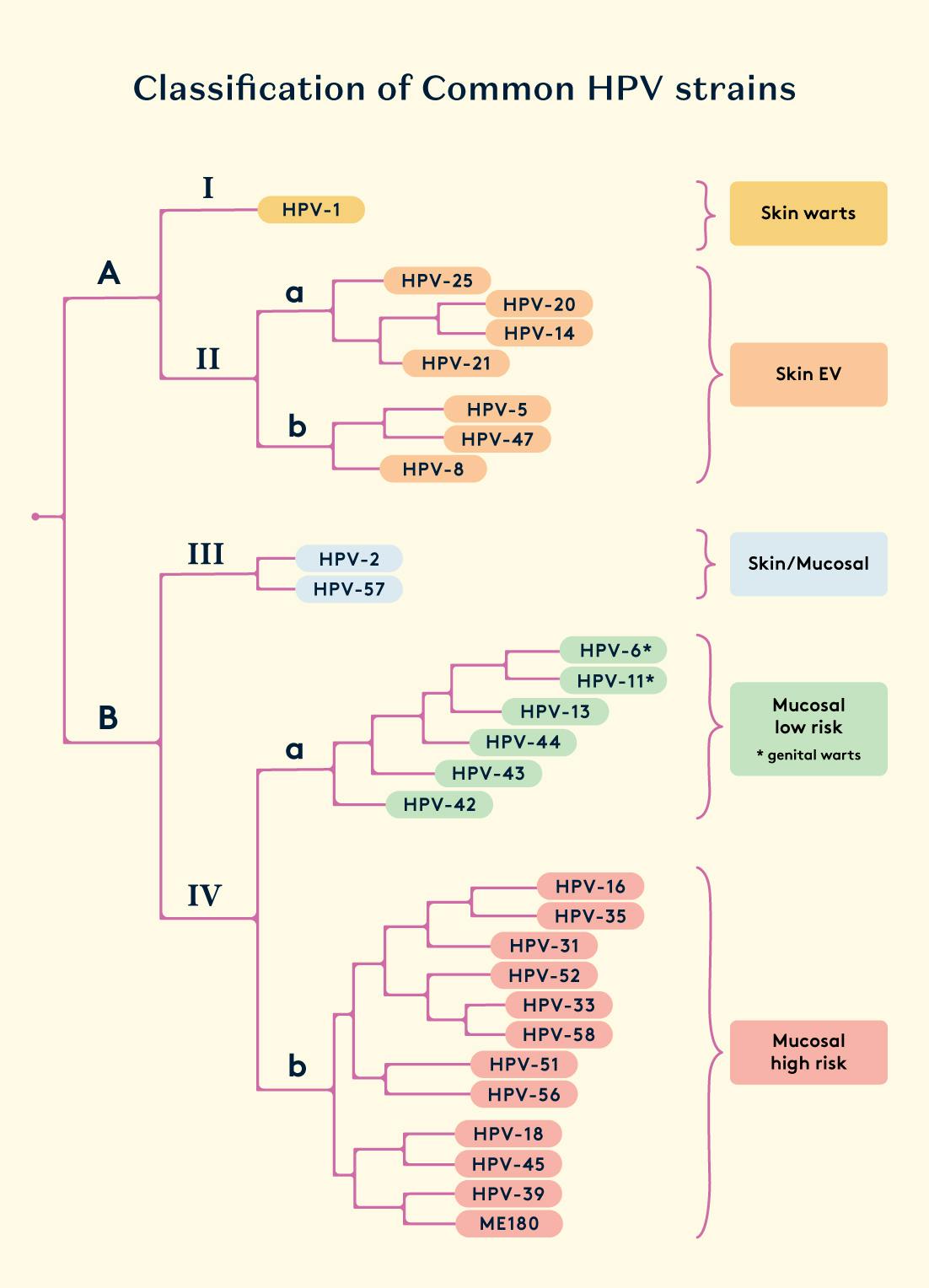 Classification of Common HPV strains