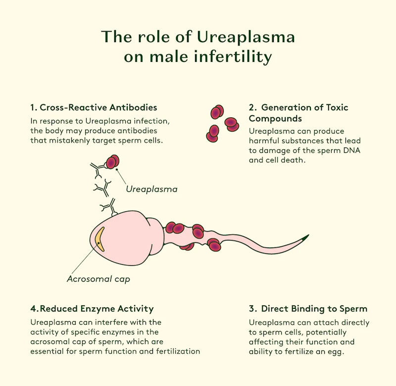 Ureaplasma produces toxic compounds that damage the DNA of sperm. Ureaplasma binds to spermatozoa, affecting its motility and function.