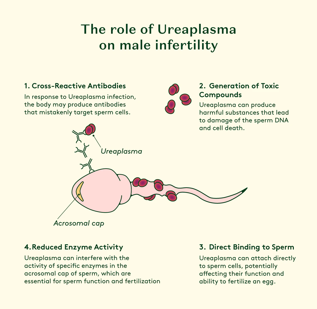 Ureaplasma produces toxic compounds that damage the DNA of sperm. Ureaplasma binds to spermatozoa, affecting its motility and function.