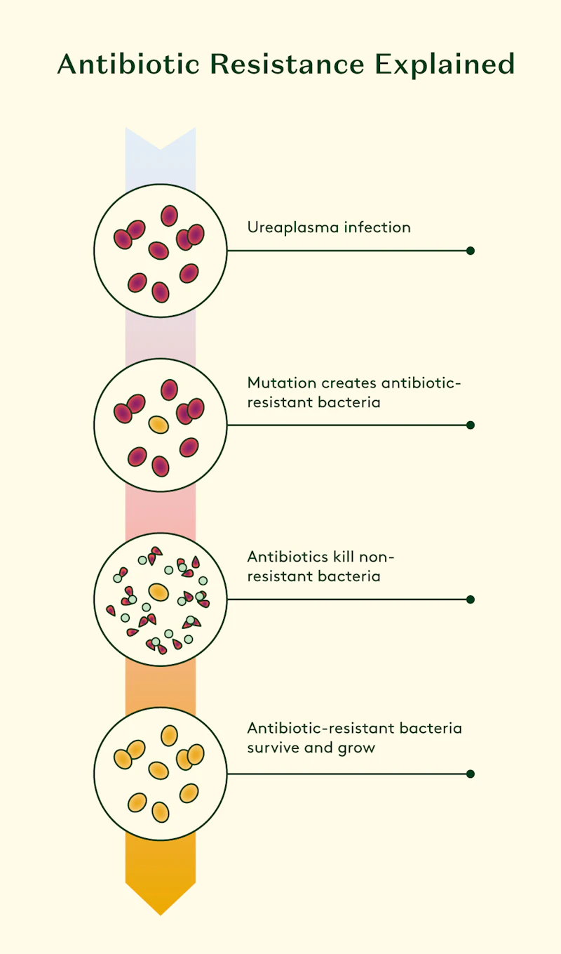 Ureaplasma bacteria are divided into resistant and non-resistant strains. Antibiotics kill non-resistant bacteria. Antibiotic-resistant strains proliferate.