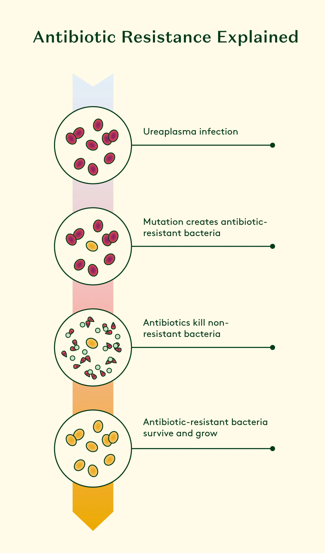 Ureaplasma bacteria are divided into resistant and non-resistant strains. Antibiotics kill non-resistant bacteria. Antibiotic-resistant strains proliferate.
