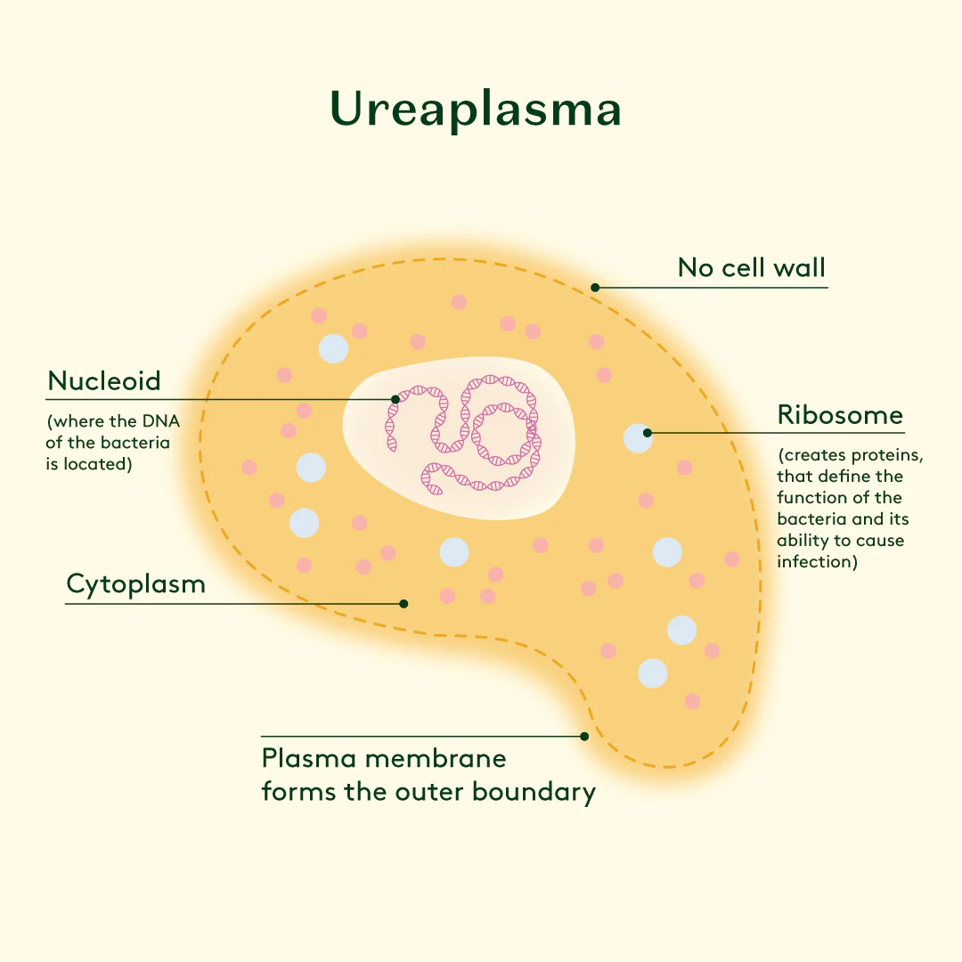 A diagram showing the microscopic structure and morphology of Ureaplasma bacteria, highlighting their small size and lack of a cell wall.