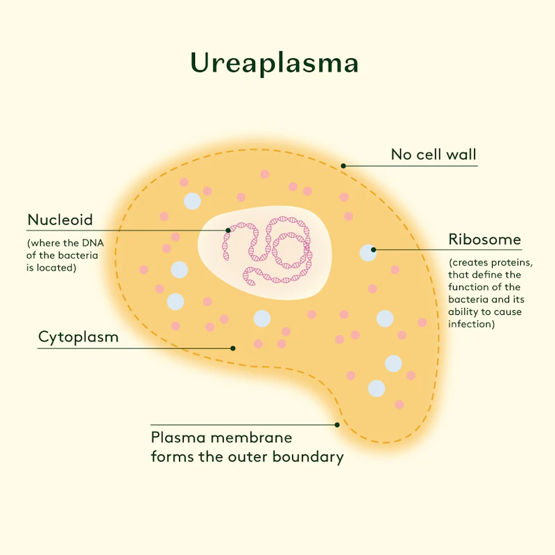 A diagram showing the microscopic structure and morphology of Ureaplasma bacteria, highlighting their small size and lack of a cell wall.