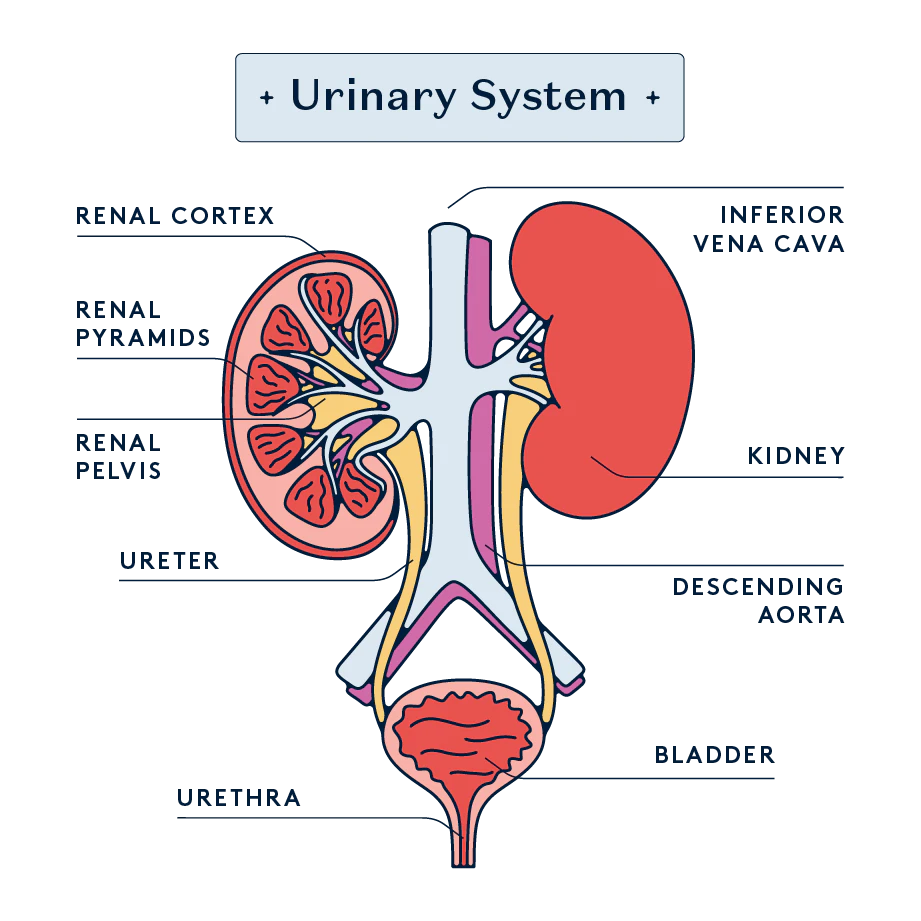 illustration of the female urinary system
