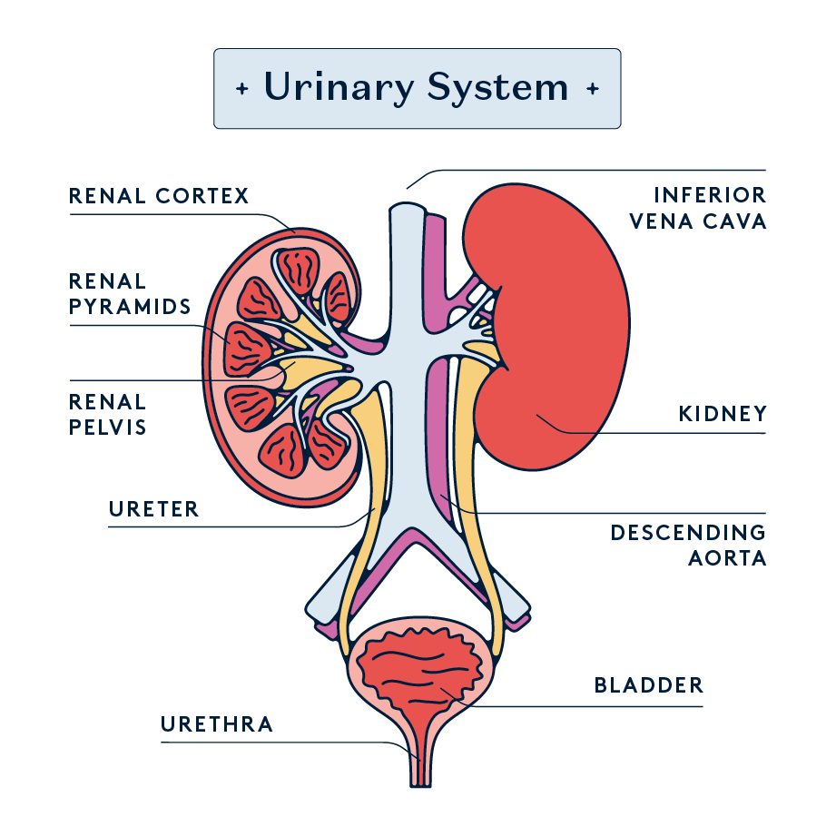 illustration of the female urinary system