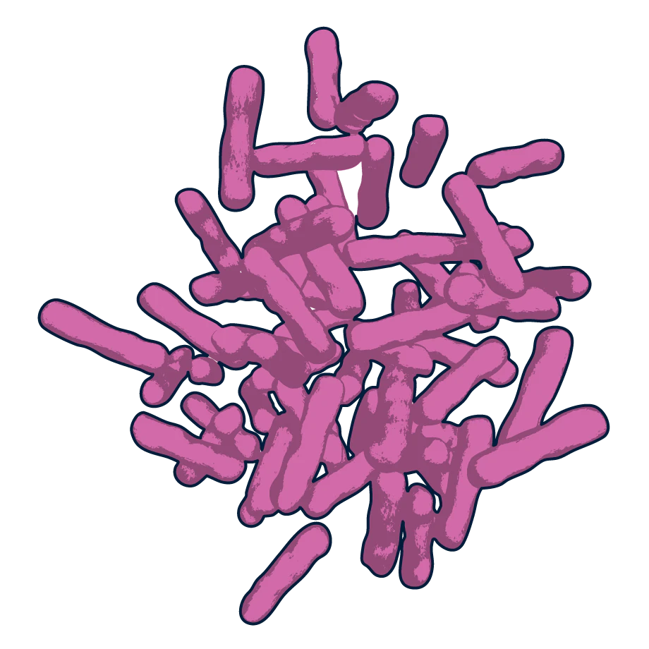 lactobacilli illustration
