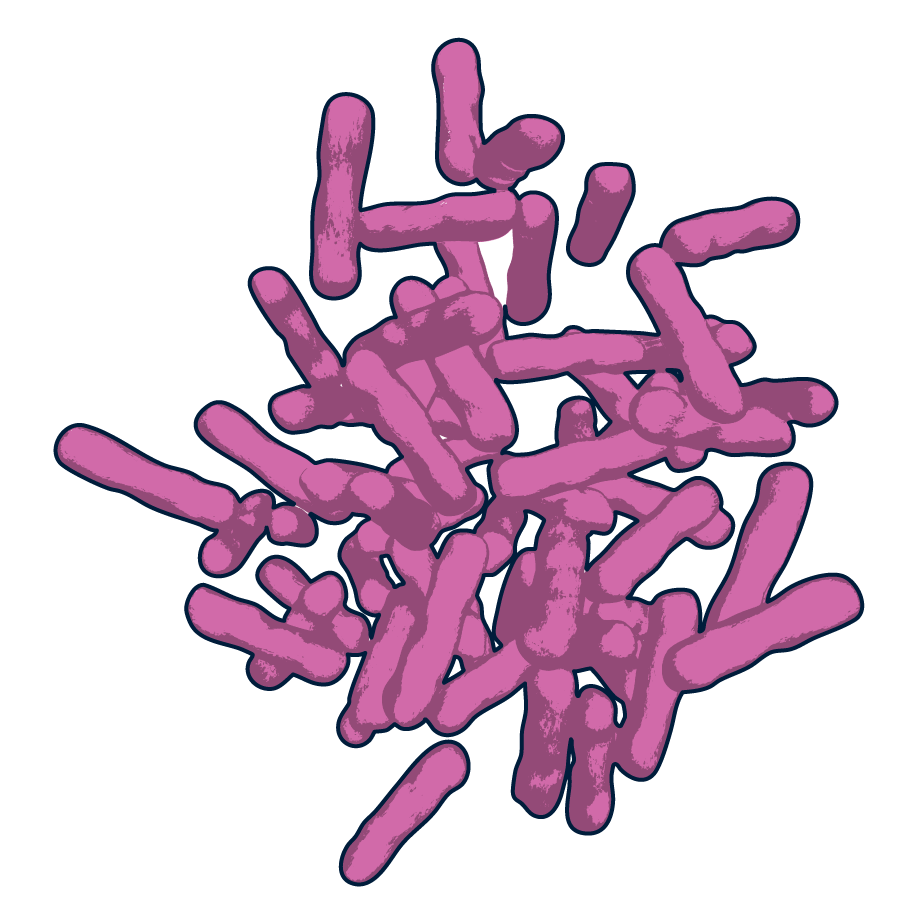 lactobacilli illustration