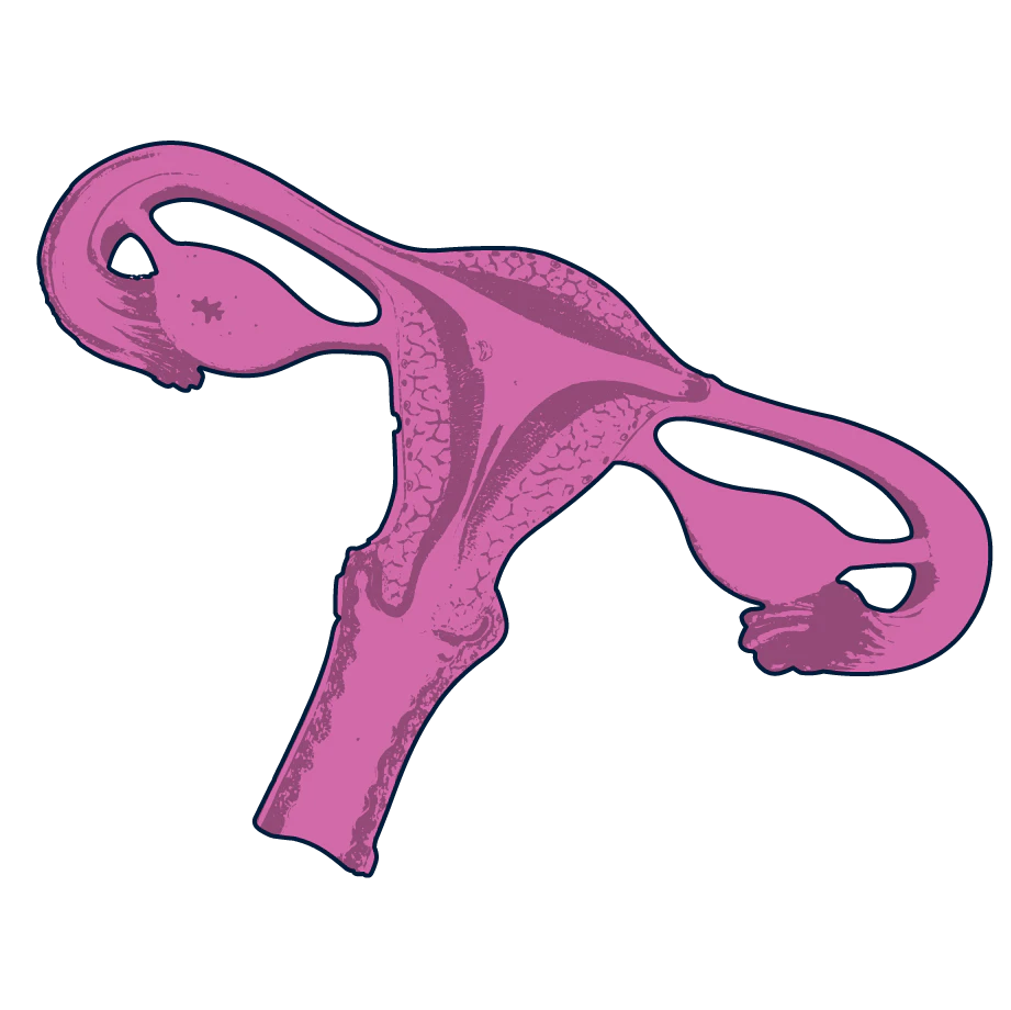 ovaries illustration