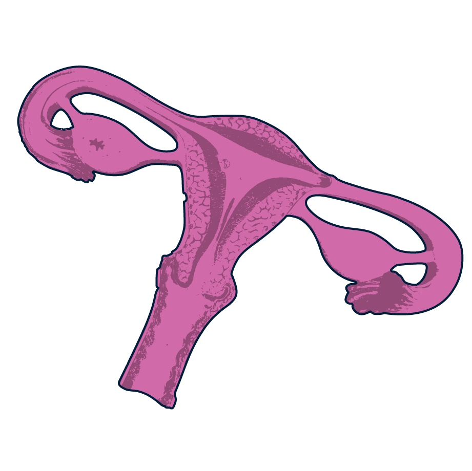 ovaries illustration
